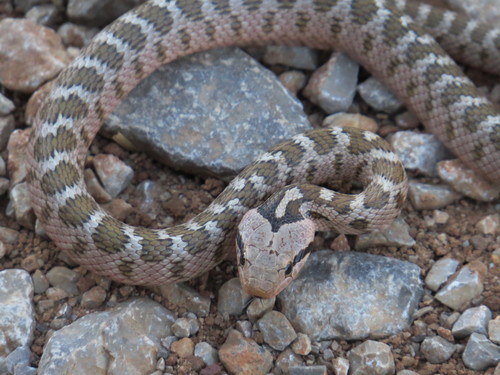Caucasian Ratsnake