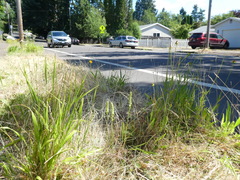 Spiranthes romanzoffiana