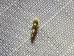 Erythroneura elegans