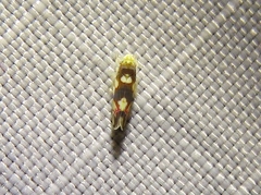 Erythroneura elegans