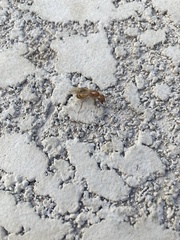 Camponotus festinatus