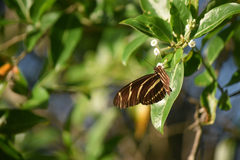 Heliconius charithonia