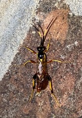 Polytribax contiguus