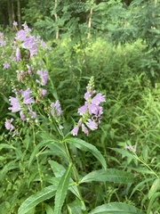 Physostegia pulchella