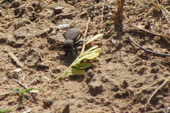 Cryptoglossa variolosa