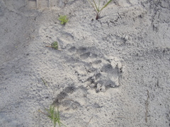 Caracal caracal caracal