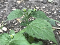 Galinsoga quadriradiata