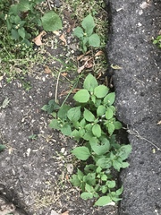 Galinsoga quadriradiata