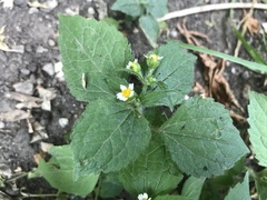 Galinsoga quadriradiata