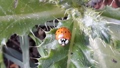 Harmonia axyridis