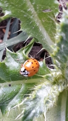 Harmonia axyridis