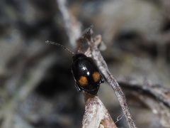 Longitarsus holsaticus