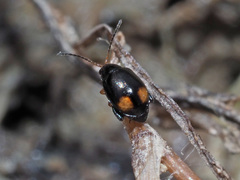 Longitarsus holsaticus