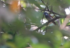 Cyanoderma erythropterum