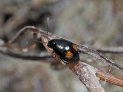 Longitarsus holsaticus