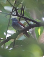 Cyanoderma erythropterum