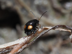 Longitarsus holsaticus