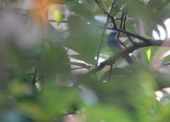 Cyanoderma erythropterum