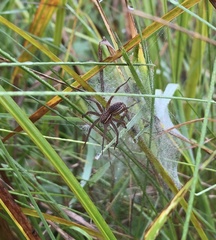 Dolomedes striatus