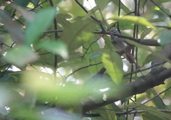 Cyanoderma erythropterum