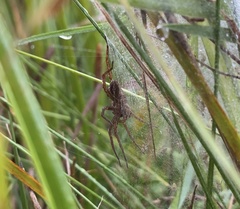 Dolomedes striatus