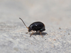 Longitarsus holsaticus