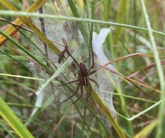 Dolomedes striatus