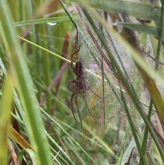 Dolomedes striatus