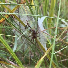Dolomedes striatus
