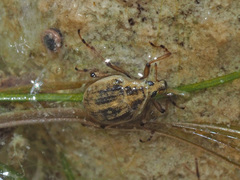 Eubrychius velutus