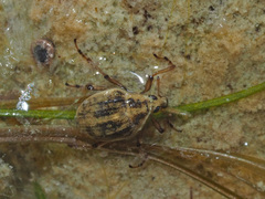 Eubrychius velutus