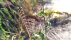 Ischnura elegans