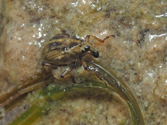Eubrychius velutus