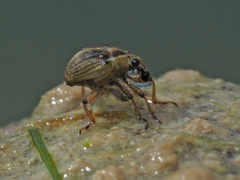 Eubrychius velutus
