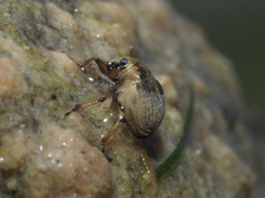 Eubrychius velutus
