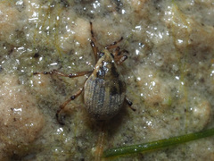 Eubrychius velutus