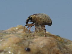 Eubrychius velutus