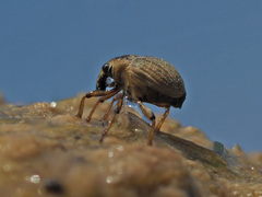Eubrychius velutus
