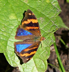 Epiphile orea negrina