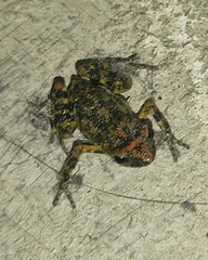 Eleutherodactylus nitidus