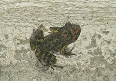 Eleutherodactylus nitidus