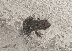 Eleutherodactylus nitidus