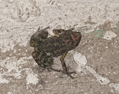 Eleutherodactylus nitidus