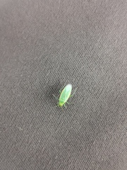 Lygocoris rugicollis