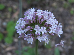Valeriana italica