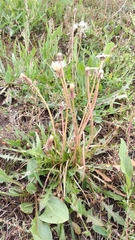 Taraxacum bessarabicum