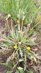 Taraxacum bessarabicum