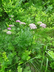 Mutellina purpurea