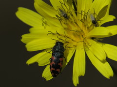 Acmaeodera ottomana