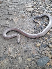Atractus werneri
